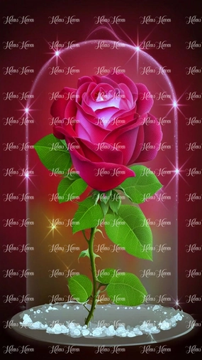 Red Rose Dome Glowing